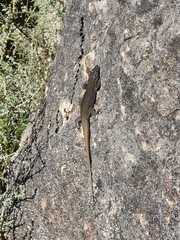 Australolacerta australis