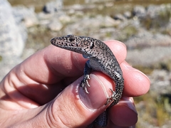 Australolacerta australis