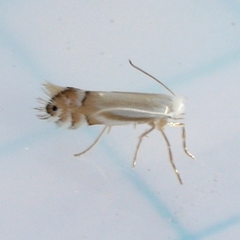 Phyllonorycter argentifimbriella