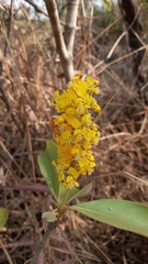 Byrsonima intermedia