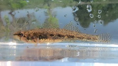 Etheostoma proeliare