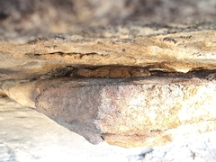 Pachydactylus formosus