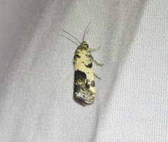 Tarache tetragona
