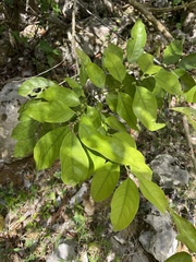 Casearia sylvestris