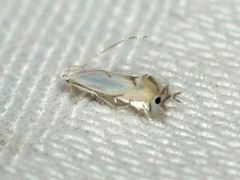 Phyllonorycter argentifimbriella
