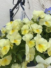 Viola