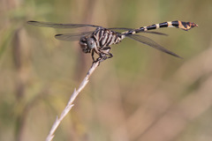 Phyllogomphoides stigmatus