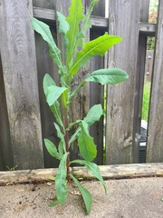 Lactuca serriola