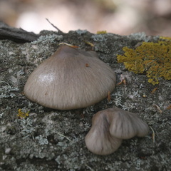 Pleurotus calyptratus