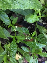 Rorippa dictyosperma