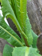 Lactuca serriola