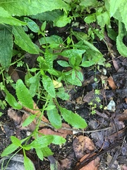 Rorippa dictyosperma