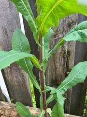 Lactuca serriola