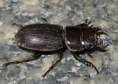 Dorcus parallelus