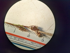 Carex richardsonii