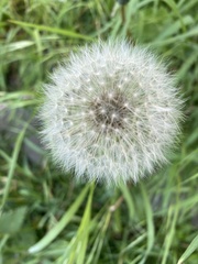 Taraxacum
