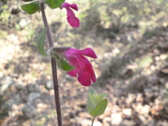 Salvia angustiarum