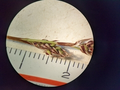 Carex richardsonii