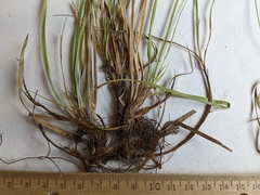 Carex richardsonii