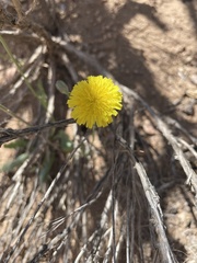 Malacothrix fendleri