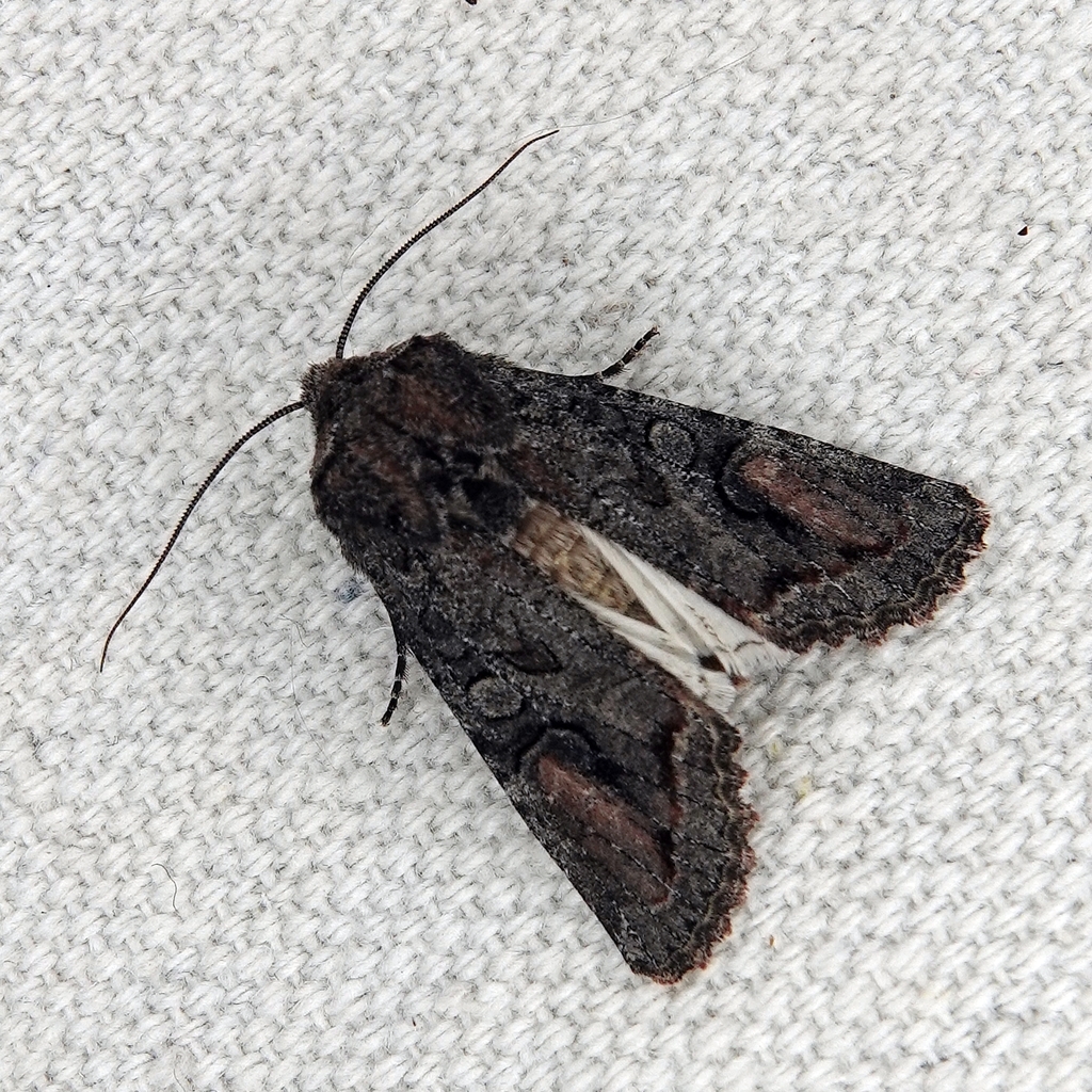 Brown Woodling