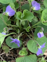 Viola sororia