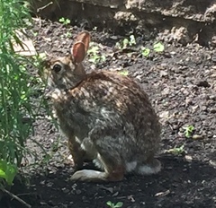 Sylvilagus floridanus