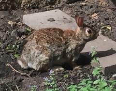 Sylvilagus floridanus