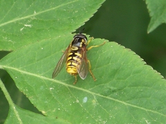 Chrysotoxum cautum