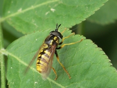 Chrysotoxum cautum