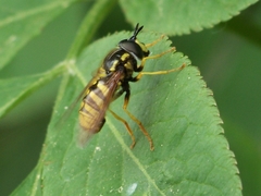Chrysotoxum cautum