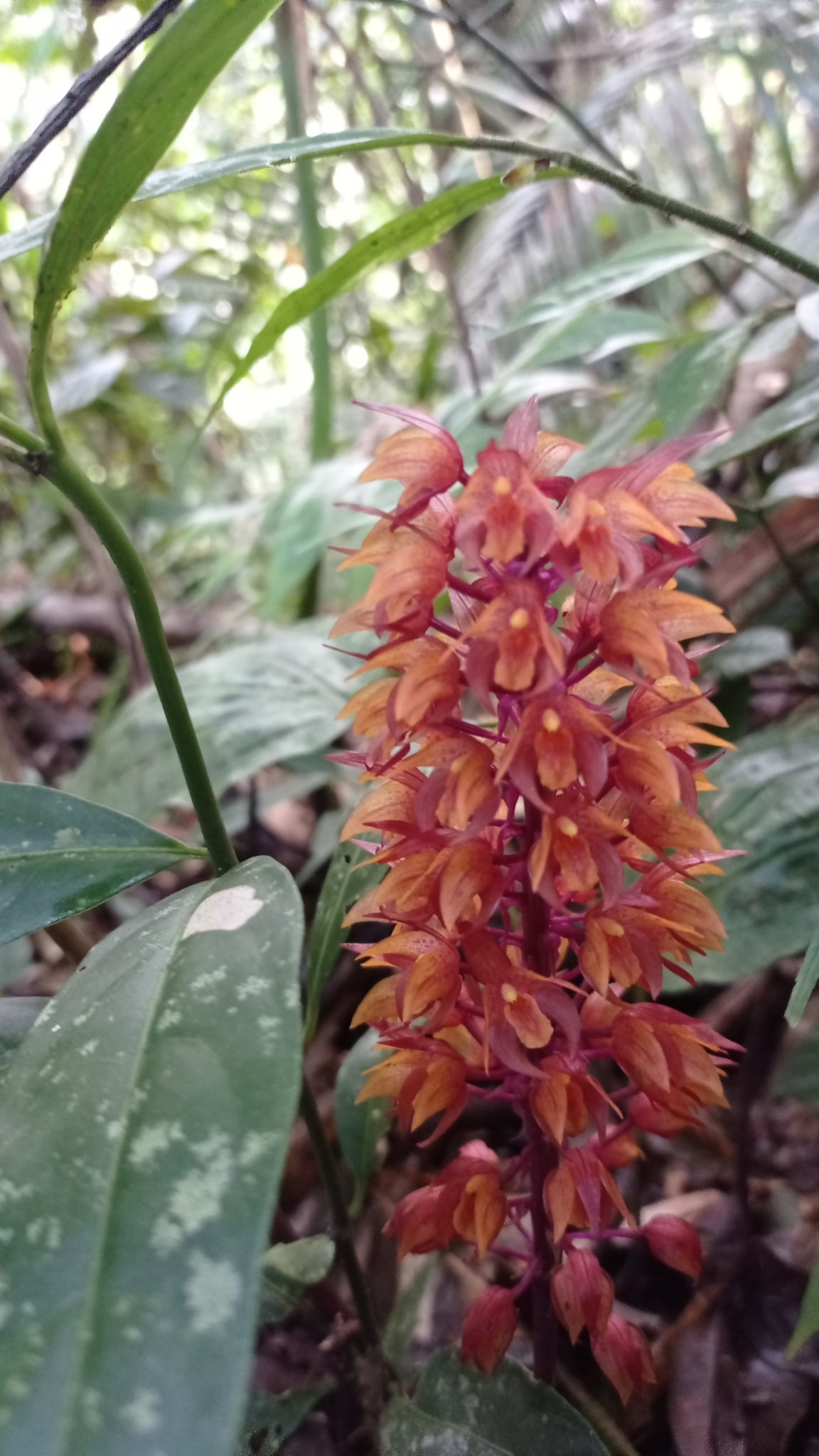 Diglyphosa