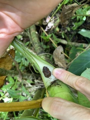 Eleutherodactylus cochranae