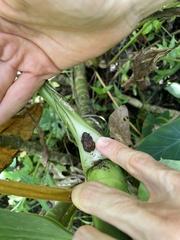 Eleutherodactylus cochranae