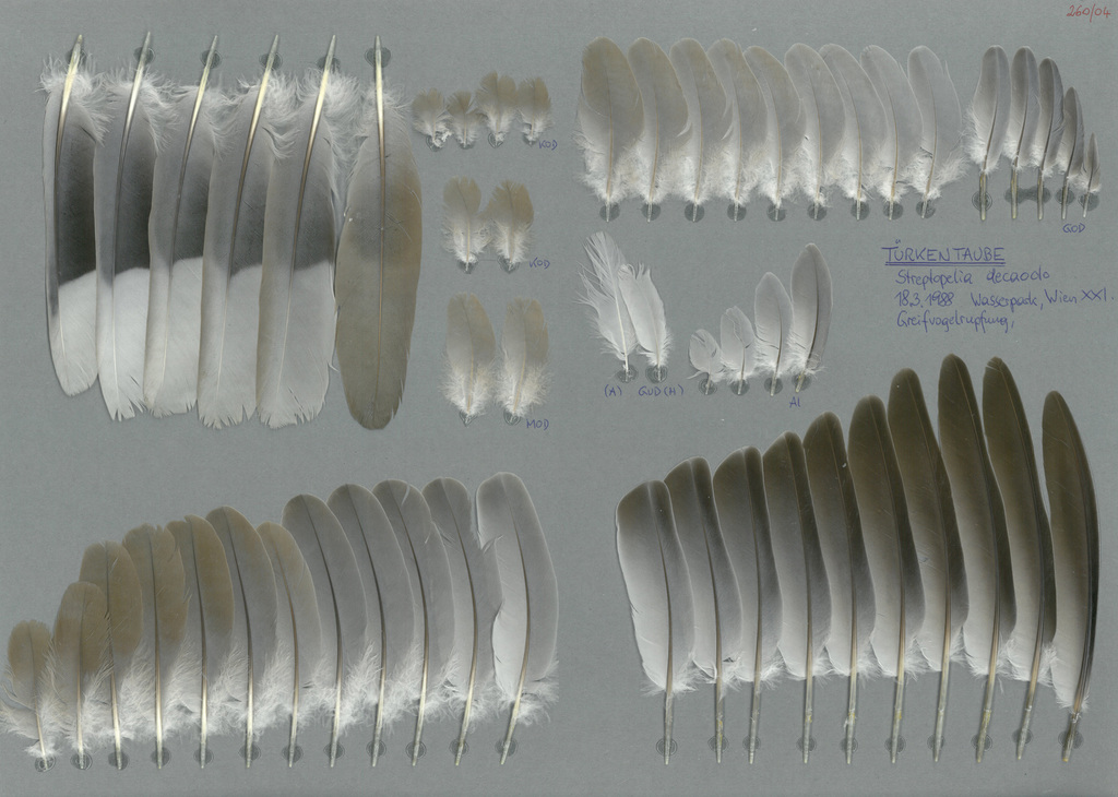 Eurasian Collared Dove (Birds of Serbia guide) · iNaturalist