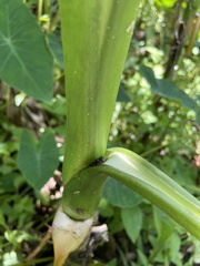 Eleutherodactylus cochranae