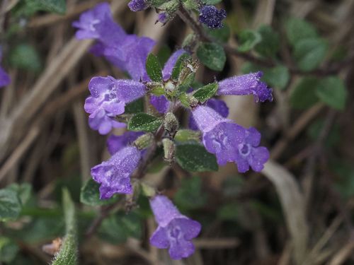 Clinopodium alpinum (Clinopodium alpinum)