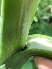 Eleutherodactylus cochranae