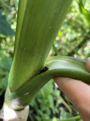 Eleutherodactylus cochranae