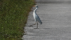 Bubulcus ibis image
