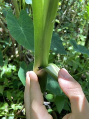 Eleutherodactylus cochranae