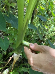 Eleutherodactylus cochranae