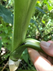 Eleutherodactylus cochranae