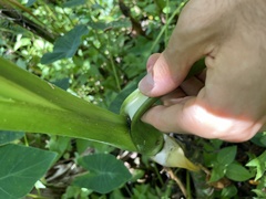 Eleutherodactylus cochranae