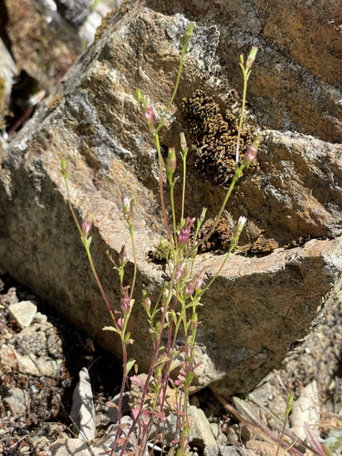 Image of Ravenella griffinii by (c) Roger Raiche, some rights reserved (CC BY)