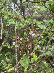 Machaerium lunatum