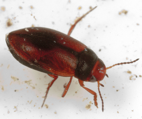 Morose Predaceous Diving Beetle