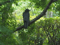 Corvus macrorhynchos