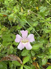 Bignonia aequinoctialis