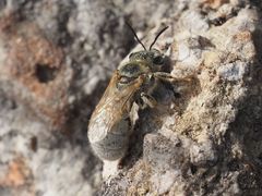 Halictus pollinosus